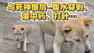 Si anjing tua Xiaohu sudah berkali-kali terkena PEMUTIH... tusuk gigi, obat Cina, infus... Dia berha