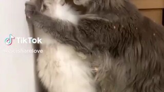 cool bos cat