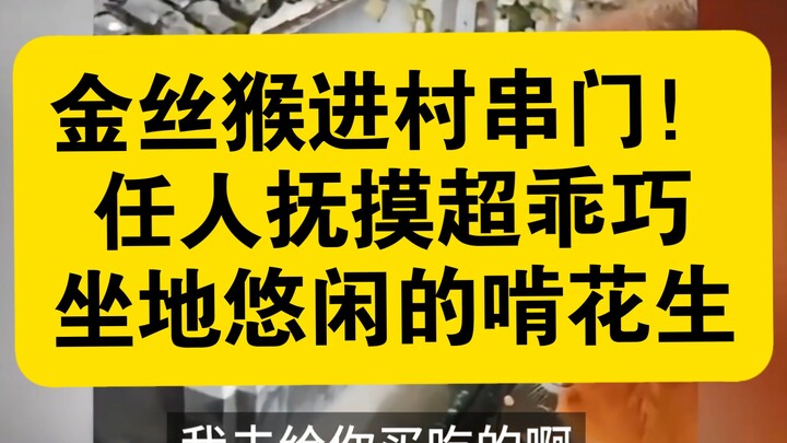 Khỉ vàng vào làng chơi nhà! Để mọi người vuốt ve cực ngoan, ngồi bệt thư thái nhai đậu phộng.