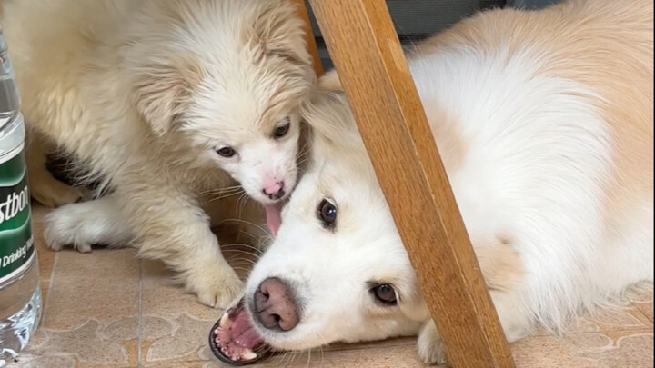 After the little sheep arrived, Bella’s dog instincts kicked in.