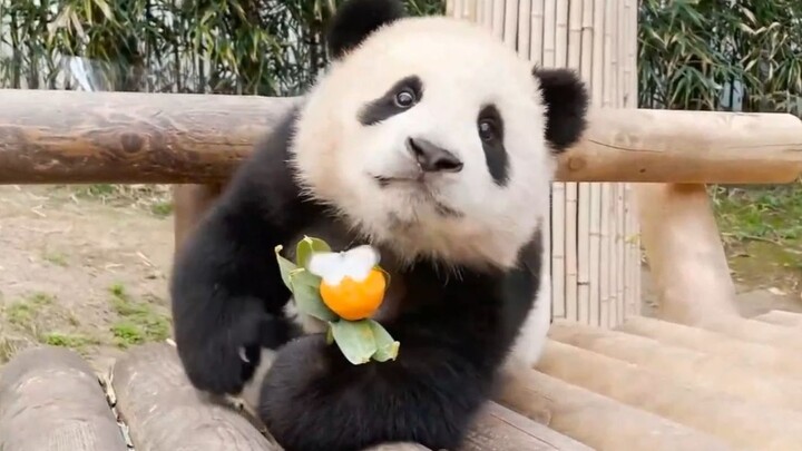 A little butterfly has landed on Xiaofubao's lollipop!