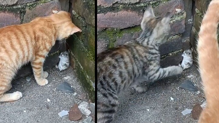 The little mouse was scared into the corner and was bullied by the little kittens one after another.