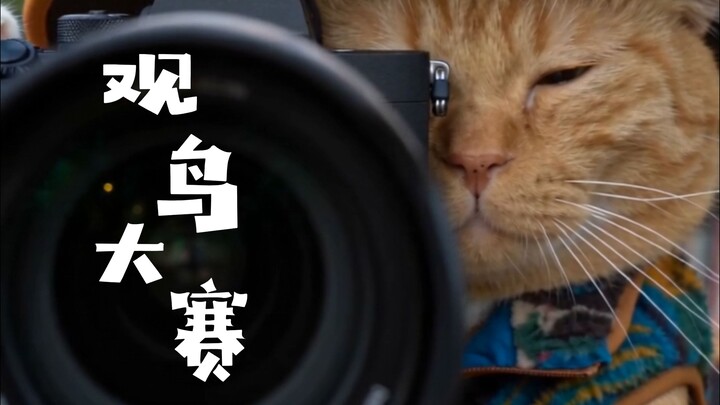 A thrilling bird-watching competition!