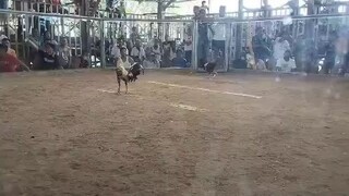 takuri entry gilmore hatch #1