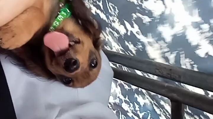 Dachshund society, Dachshund lovers