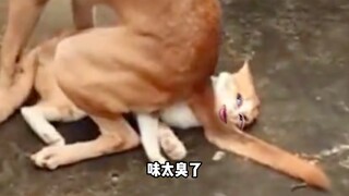 猫：我累了