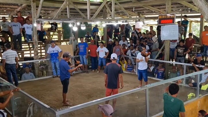 1 cock Ulutan Win Left side