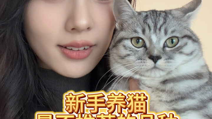 المبتدئون في تربية القطط، إياكم والاقتراب من هذه السلالات القليلة!