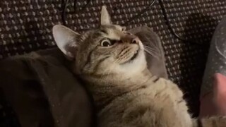 Kucing: Hanya kalian manusia yang tahu cara menikmati hidup