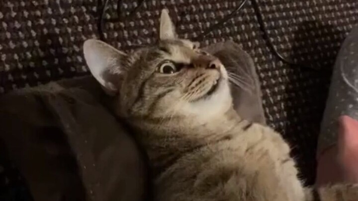 Kucing: Hanya kalian manusia yang tahu cara menikmati hidup