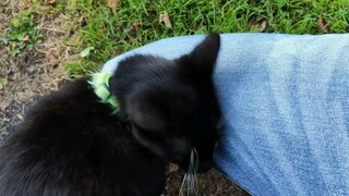 เจ้าแมวดำ