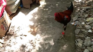 aseel alimbuyugin vs Tagalog Sinibalang