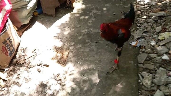 aseel alimbuyugin vs Tagalog Sinibalang