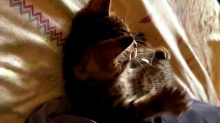 Are all cats so rebellious?
