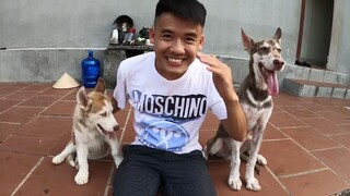 Hưng Troll _ Lần Đầu Dạy Ngáo Alaska Và Husky Ngơ Tập Ngồi Và Cái Kết