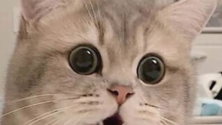 [Drama version of Wangxian] "Brother-in-law, let me go" Episode 5 Shuangjie Micro ABO Routine Black-