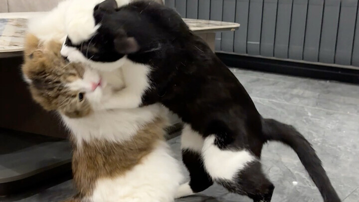 Đời mèo như kịch, toàn nhờ diễn xuất!