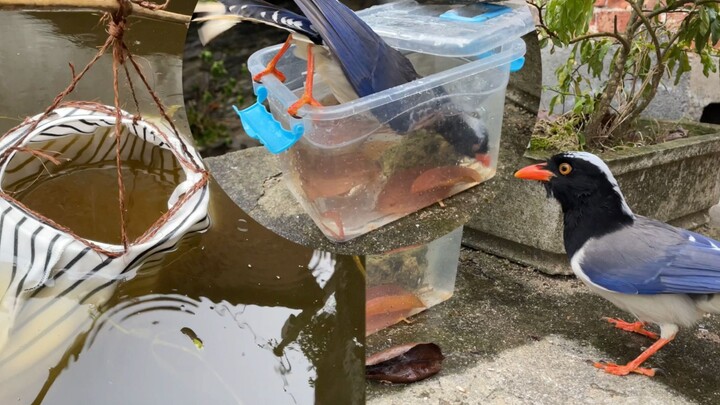 This bird’s definitely a duck—while the loach is freaking out at the bottom of the water.