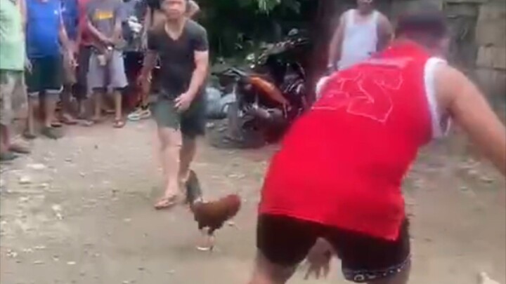 Tupada 🐓