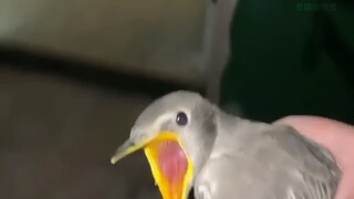 Not as good as a bird