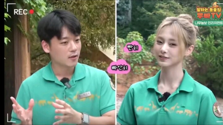 240913 Nhân viên chăm sóc thú bị Jihyo nhìn đến đỏ mặt, không thể tập trung giảng bài!!