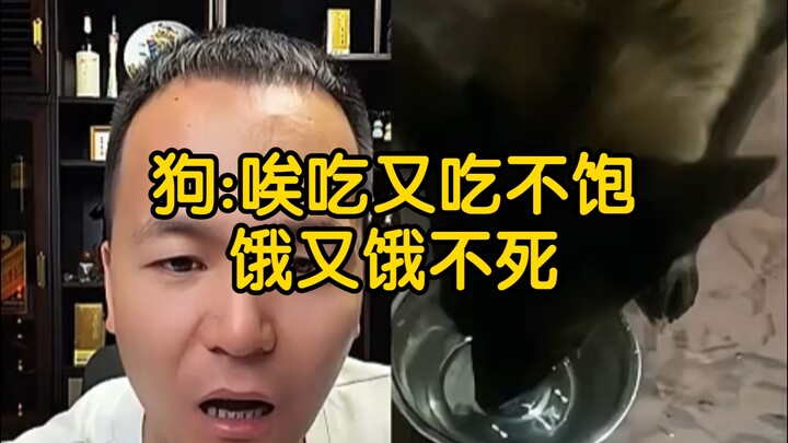[Pan Hong Live Stream] Dog: Sigh, I can’t get full even when I eat, and I don’t starve to death eith