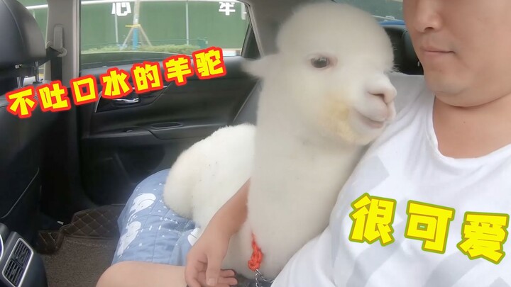 Raised from childhood to adulthood, the alpaca cuddles into its owner’s arms for the first time—so w