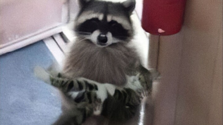 Raccoon: Did you lose the Golden Cat, the Silver Cat, or this darn little cat?