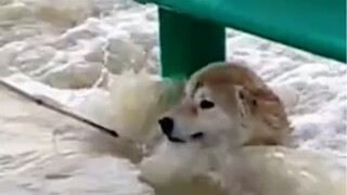 This scene in the flood is so heartwarming! A puppy was trapped in the flood and struggled desperate
