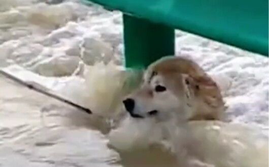 This scene in the flood is so heartwarming! A puppy was trapped in the flood and struggled desperate