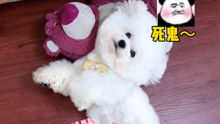 Khi tôi liên tục nói với chú cún con hãy xoa bụng đi