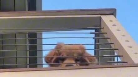 抚慰犬：终于被我发现病原了