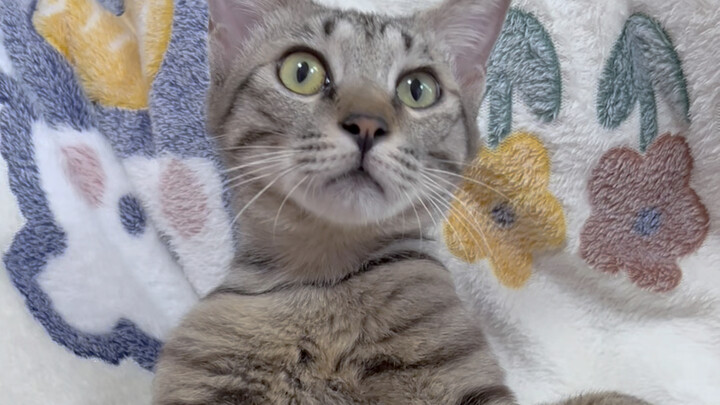 Hello, my name is Guan Sanjia. You can call me San San—just don’t call me Guan Guan, because that’s 