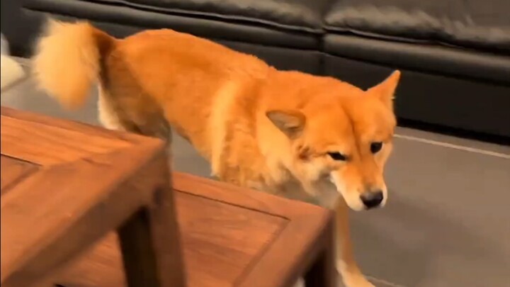 My puppy came to pick me up and take me home!