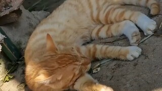 Random interview with a cat