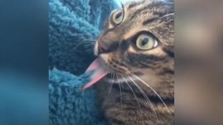 Funny and hilarious moments of cats caught by camera