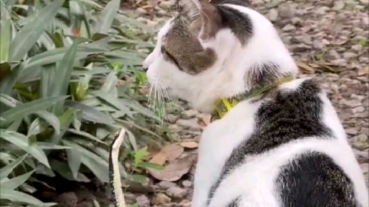 当小蛇试图挑衅猫大佬