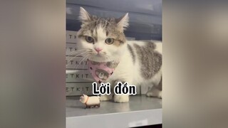 Buồn lém. mèo cat