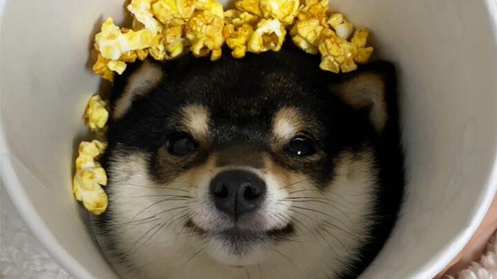 น้องหมาจ๋า ฉันกลายเป็นป๊อปคอร์นไปแล้วนะ