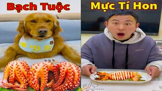 Thú Cưng TV | Đa Đa Thánh Chế #30 | Chó Golden Gâu Đần thông minh vui nhộn | Pets cute smart dog