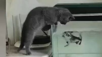 Siapa yang bisa menolak kucing kecil yang polos dan menggemaskan?