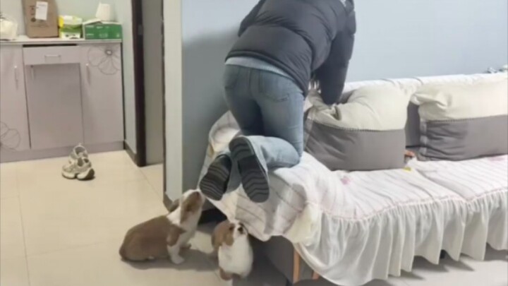 Anak anjing selalu bisa menemukan orang yang paling takut pada anjing di tengah keramaian