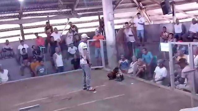 Merida Gallera 2 wins 2nd fight wins