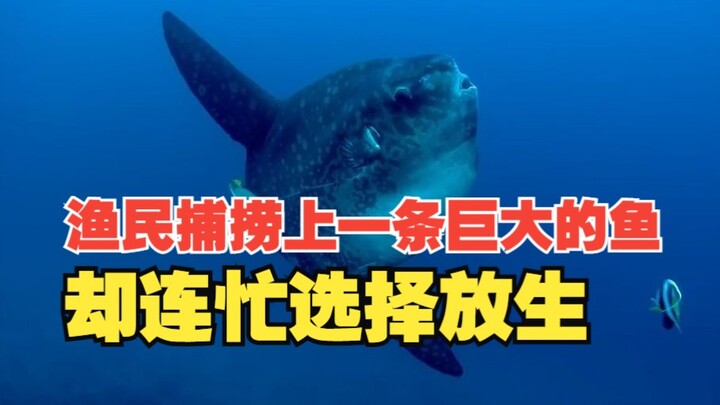 渔民见了都嫌弃的翻车鱼！