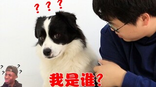 主人故意叫错狗子名字，德牧：你是欠收拾了吧，边牧：理你我是狗