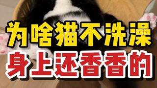 Why do cats smell sweet even though they don’t take baths often?