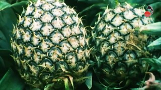 D sisters vic sotto & Michael V(720p) #Bilibili