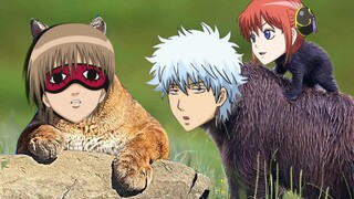 Phiên bản động vật của Gintama sẽ ăn thịt bạn!