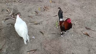 Bullstag Kelso Vs 7 months old white Kelso