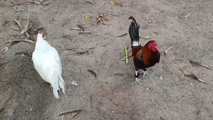 Bullstag Kelso Vs 7 months old white Kelso